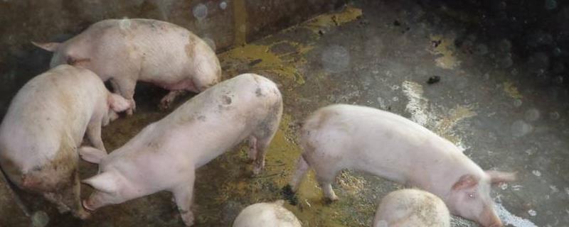 猪吐黄水不吃食是什么病，是什么原因导致的
