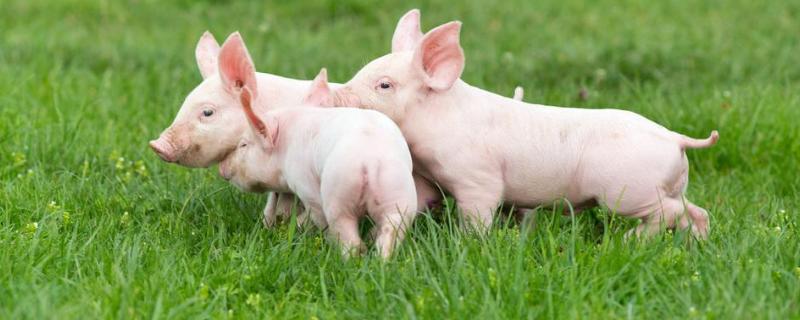 40斤小猪一天喂多少饲料，如何喂（40斤的小猪一天喂多少干料）