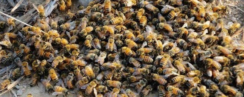 白糖喂蜜蜂的正确方法，怎样熬制 白糖喂蜜蜂怎么喂