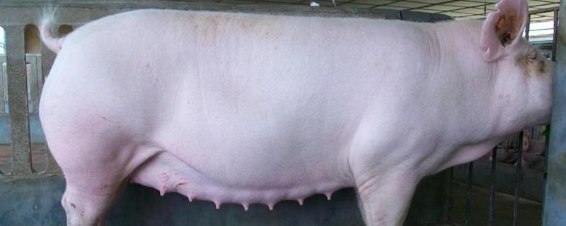 怀孕母猪的配料方法，育肥猪饲料可以喂怀孕母猪吗