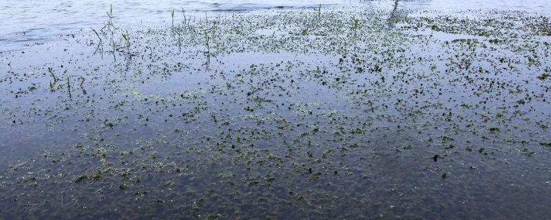 虾塘怎样用磷肥肥水，用量多少合适（虾塘怎样用磷肥肥水,用量多少合适呢）