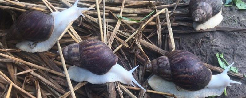 蜗牛壳碎了怎么抢救，蜗牛壳是怎么形成的