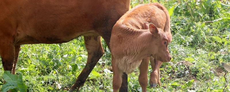 小牛犊喂什么长得最快，喂奶粉能不能活