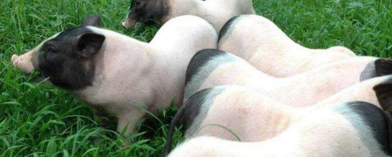 巴马香猪一年几窝，与藏香猪哪个好 巴马香猪与藏香猪杂交的后代