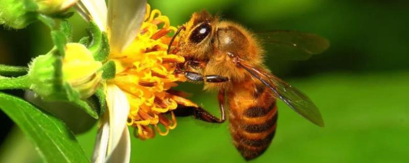 意蜂治螨最有效的方法，防治木蜂咬木头的有效方法