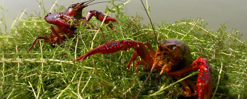 小龙虾一亩地一年能产多少斤，附养殖方法和环境