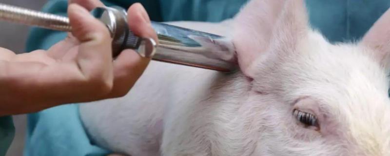 猪疫苗毒是什么，小猪防疫程序表（猪疫苗病毒）