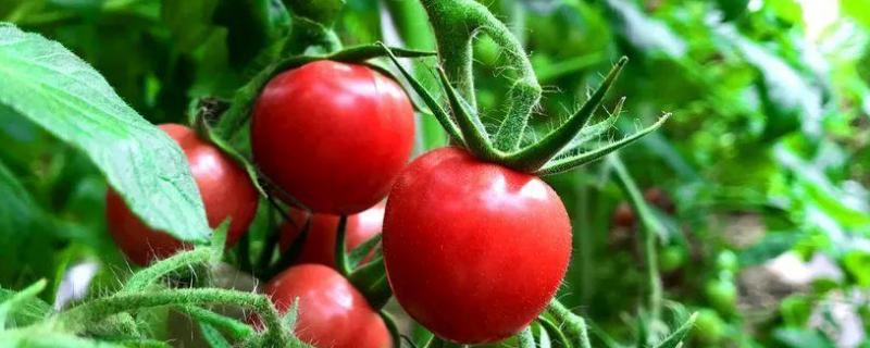 小西红柿的种植方法和管理技术 小番茄种植技术和管理技术