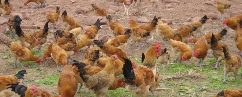 鸡站不起来吃土霉素，怎样让鸡的食欲增加
