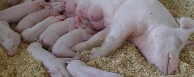 猪几个月生小猪，小猪出生怎么处理 猪几个月生一次小猪