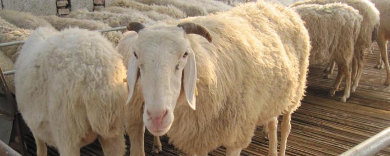 羊有几种，杜泊羊适合什么地区养殖