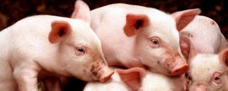 土霉素怀孕母猪禁用，主要治疗猪的什么病