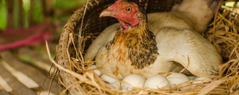 冬天鸡不下蛋是什么原因，下蛋为什么一直叫
