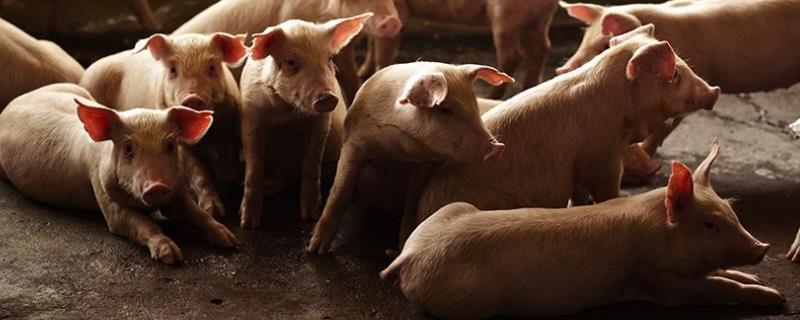 养猪小技巧，猪吃粪便怎么治疗 猪吃粪便什么病
