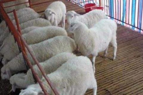 育肥羊的利润与成本