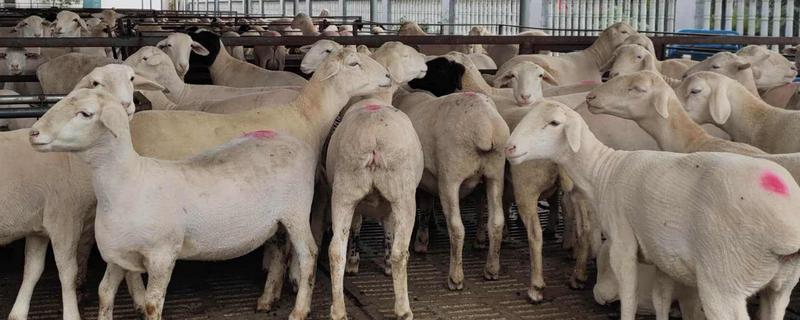 澳洲白绵羊产羔率，一胎能生几只 澳洲白绵羊产羔率,一胎能生几只小羊