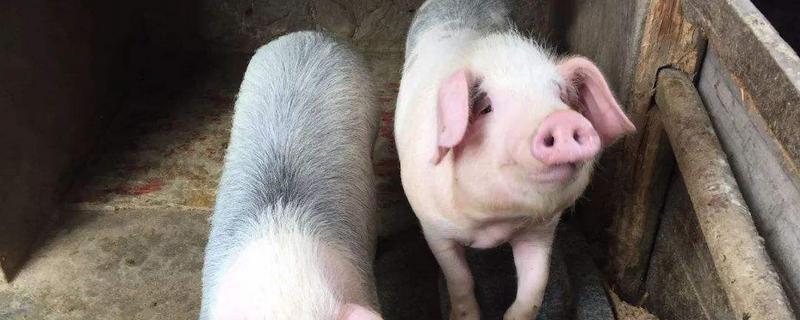 猪身上最贵的部位，耳朵有什么特点（猪身上最贵的部位,耳朵有什么特点吗）
