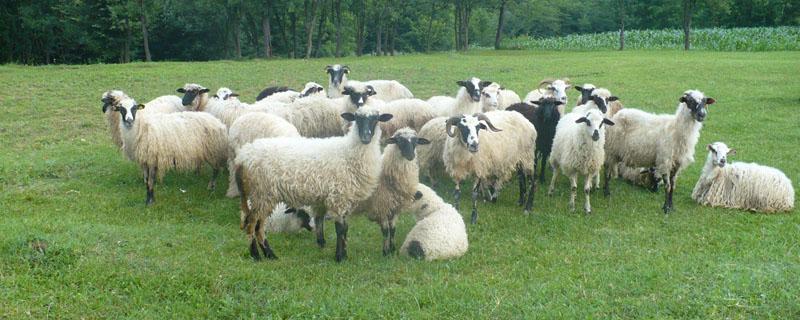 小公羊几个月能配羊 小公羊几个月可以配羊