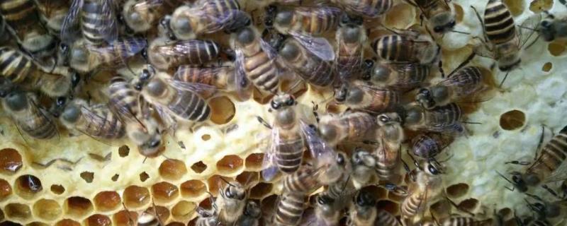 新手养蜂步骤，成本大概多少（养蜂简单吗）