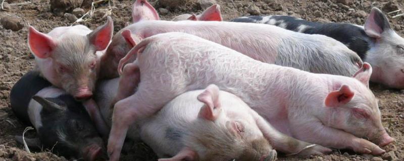 猪吃粪便是什么原因，如何治疗（猪吃粪便怎么办）