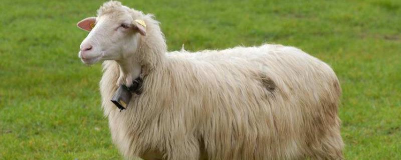 绵羊的特点，奶绵羊有哪些品种 奶绵羊品种都有哪些