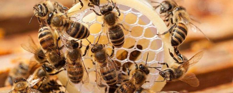蜜蜂在家做窝代表什么，怎么收蜜糖（蜜蜂到家做窝）