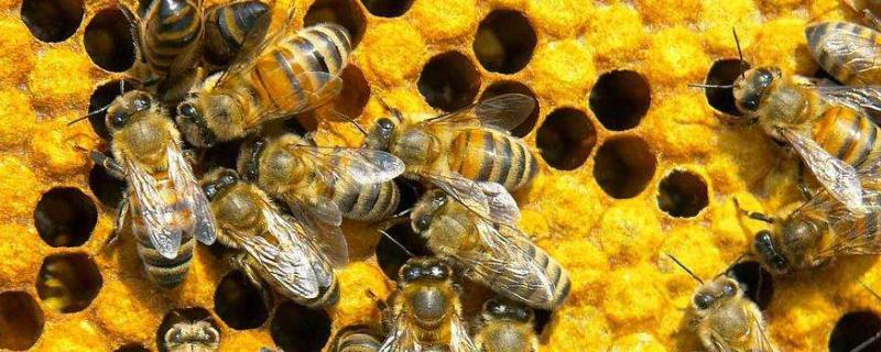 新手如何养蜜蜂，分蜂是老王走还是新王走