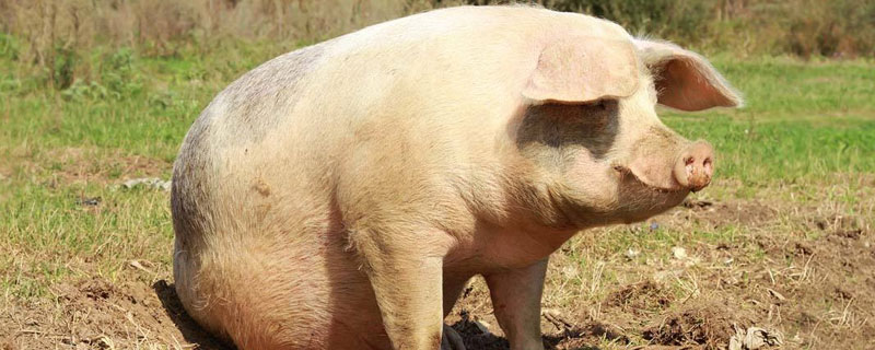 猪场非洲猪瘟几天传染全部 非洲猪瘟几天可以感染所猪