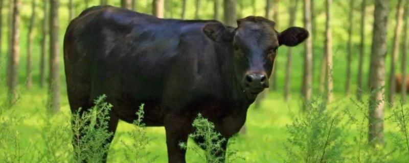 中国三大黑牛品种 十大黑牛品种