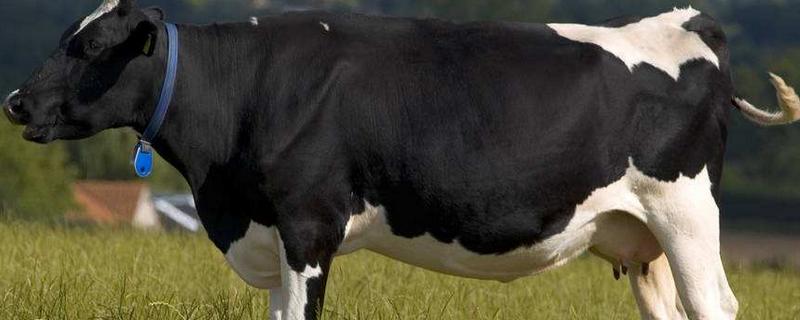 母牛缺钙吃啥补得快,多长时间能补上去