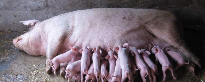 艾草对怀孕母猪有害吗，红糖能给母猪催奶吗