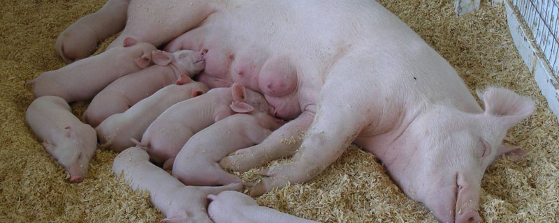 母猪下完猪多久喂食 母猪下崽后几小时可喂食