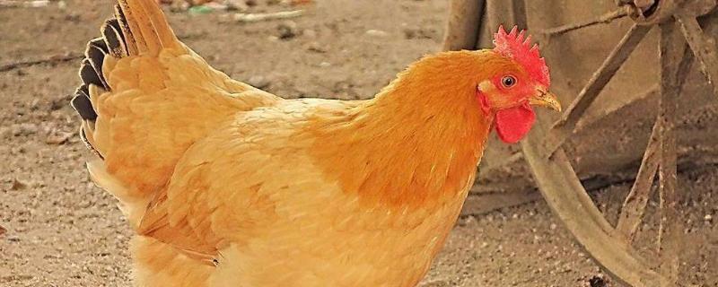 公鸡和母鸡是怎么受精的，受精时为什么要啄鸡冠