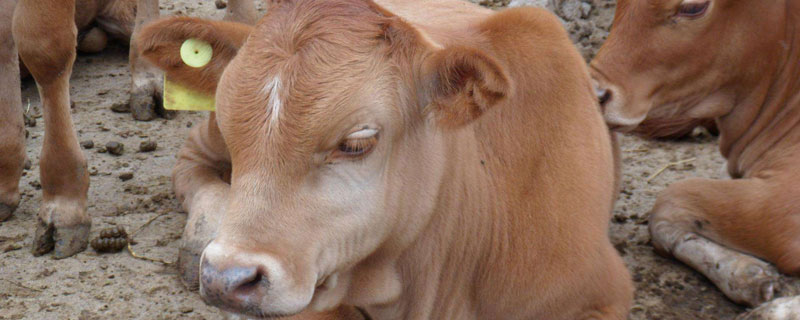 小牛不吃奶怎么办 刚出生的小牛不吃奶怎么办
