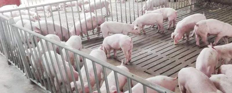 猪免疫程序表（商品猪免疫程序表）