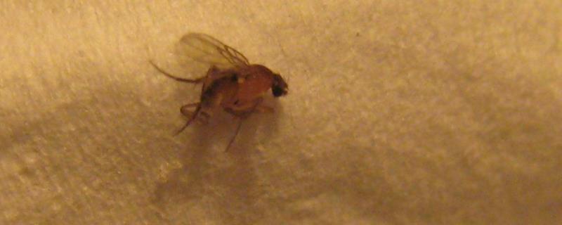 飞虫种类，家里飞虫太多怎么去除 家中的飞虫怎么能处理干净