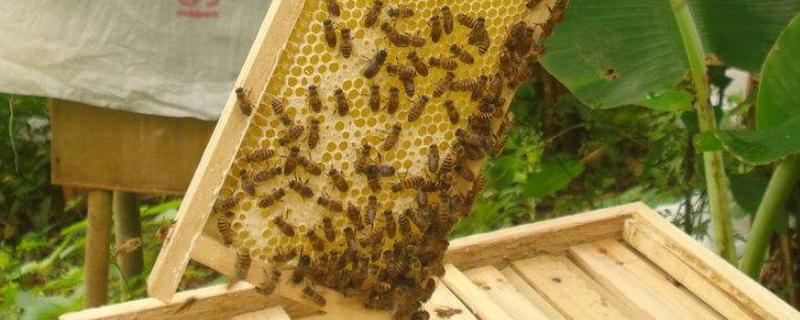 蜜蜂怎么养，养20箱蜜蜂利润多少 养蜜蜂一箱多少利润