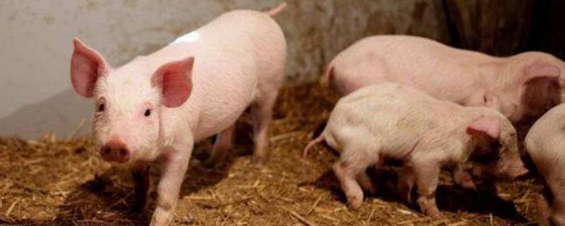 猪的种类有哪些，什么叫原种猪 原种猪是什么