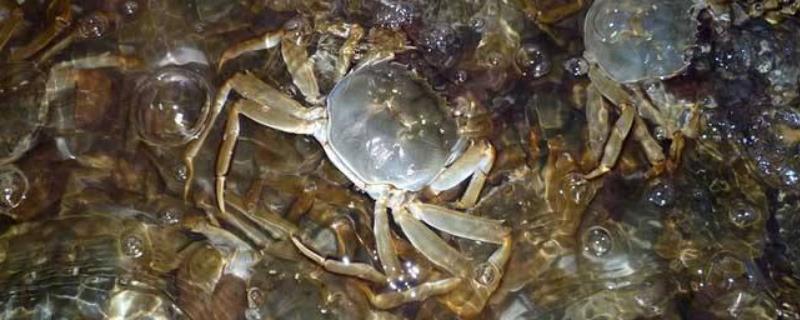 螃蟹规格，螃蟹吃什么饲料增长快 螃蟹的饲料配比是多少