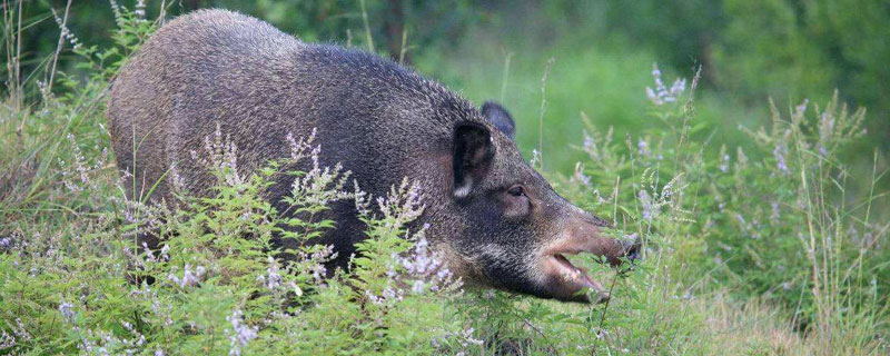 野猪为什么有黑有棕 黑猪和野猪一样吗