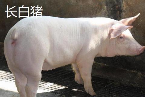 大白猪和长白猪的区别