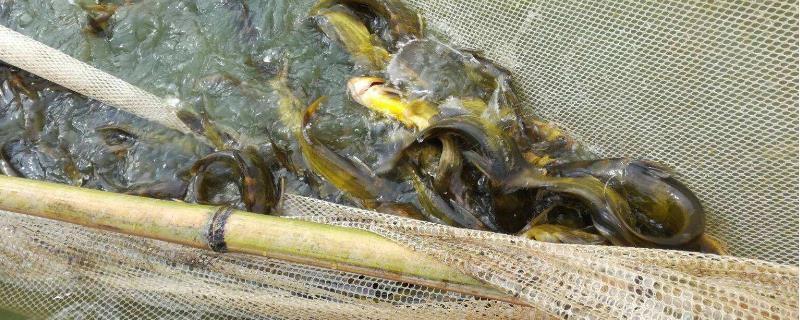 高密度黄颡鱼养殖技术 黄颡鱼高密度养殖亩产多少斤
