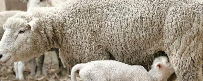 羊吃什么饲料，喂什么长的快长得胖 羊吃什么饲料长得快又肥