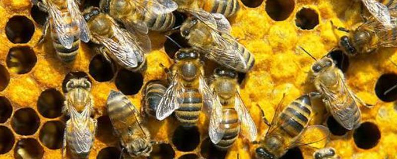 蜂太少如何快速繁殖，蜂王会不会跑 如何让蜂王多产卵