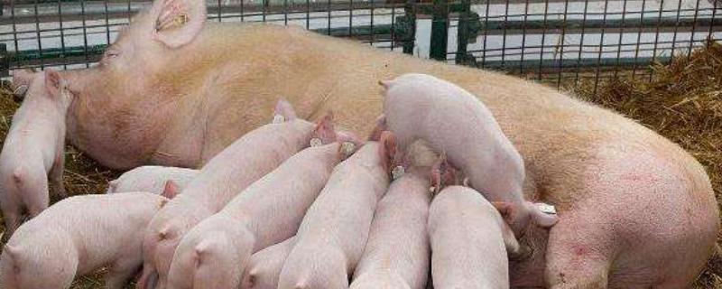 烯丙孕素母猪使用方法，作用是什么（烯丙孕素母猪使用方法,作用是什么意思）