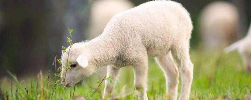 土方羊羔瘫软治疗方法,是什么原因（羊羔瘫软特效药）