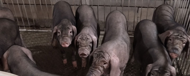 太湖猪6个月能长多少斤，一年能长多重