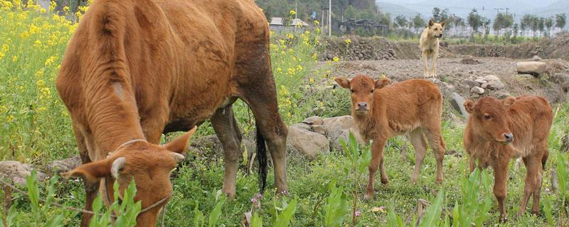 新生牛犊一天喝几斤奶 新生牛犊一天吃多少斤奶