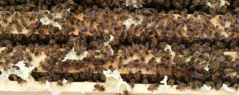 养蜂四季口诀，南方格子箱养蜂最佳尺寸