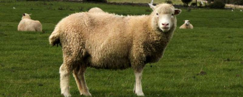 羊吃尿素中毒怎么解毒,羊肉还能吃吗（羊吃尿素中毒,用什么可以解毒）